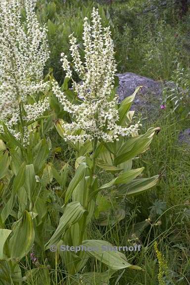 veratrum californicum 2 graphic